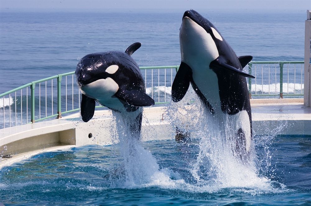 Kamogawa Sea World Hotel Kültér fotó