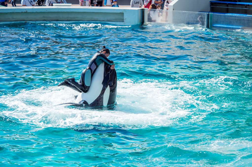 Kamogawa Sea World Hotel Létesítmények fotó